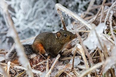 老外称B站《GTA6》预告画面更清晰 比油管的好